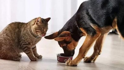 酶制剂在猫犬诱食剂风味形成的几个关键控制点