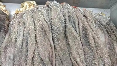 木瓜蛋白酶水发干毛肚的工艺