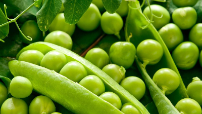 水解豌豆蛋白制备植物饮料的影响因素有哪些？