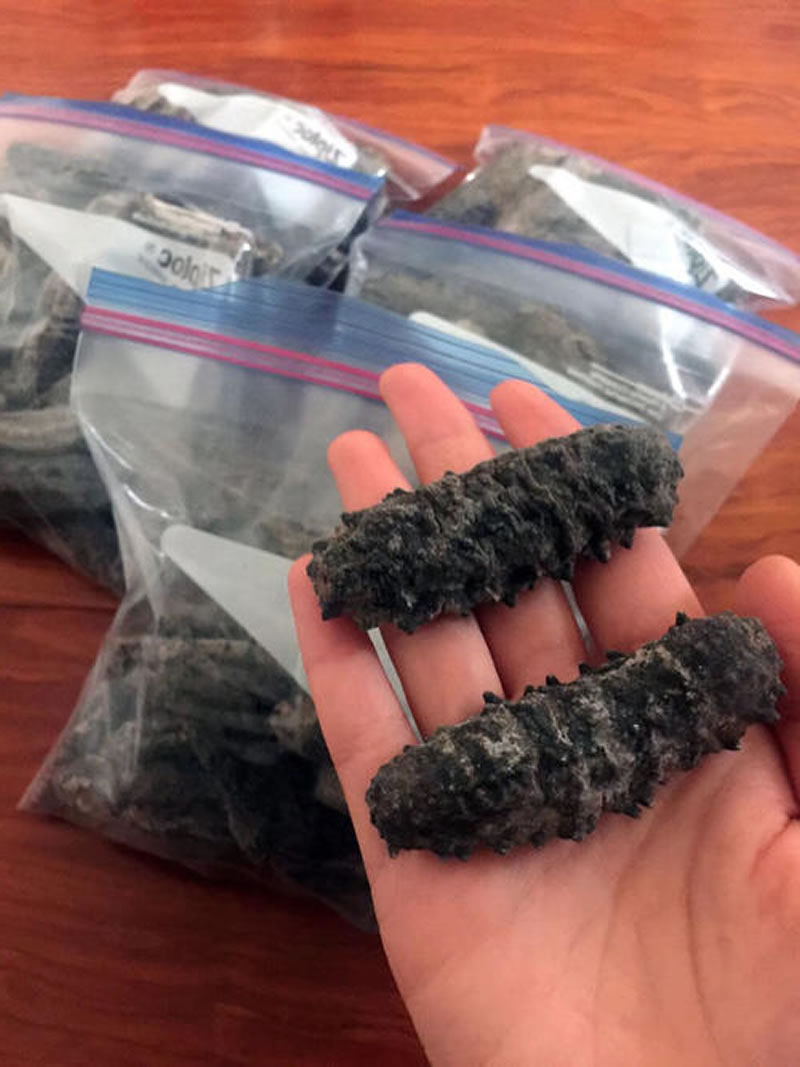 墨西哥刺参