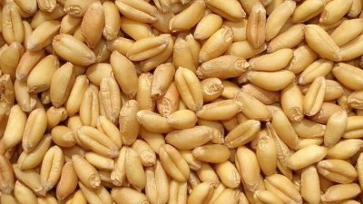 酶解技术制备小麦蛋白肽成为行业新宠