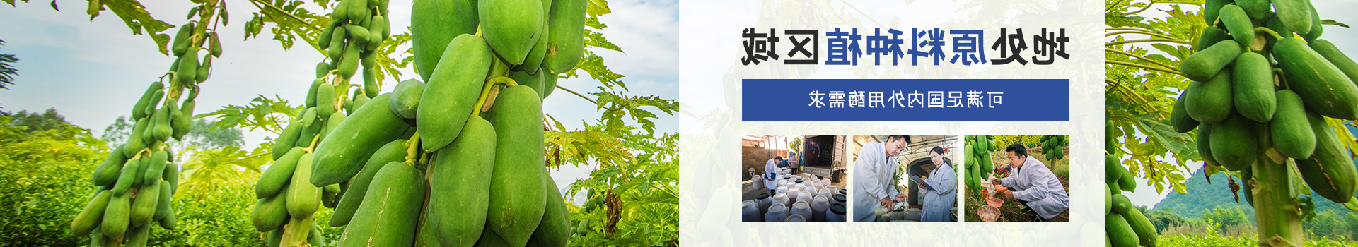 杏彩体育网
木瓜蛋白酶：地处原料种植区域，可满足国内外用酶需求