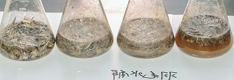羽毛